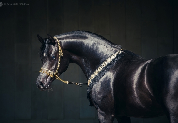 Кар аде бул порно Мен анамның мысығын жақсы көремін